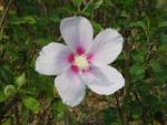 DSC00405