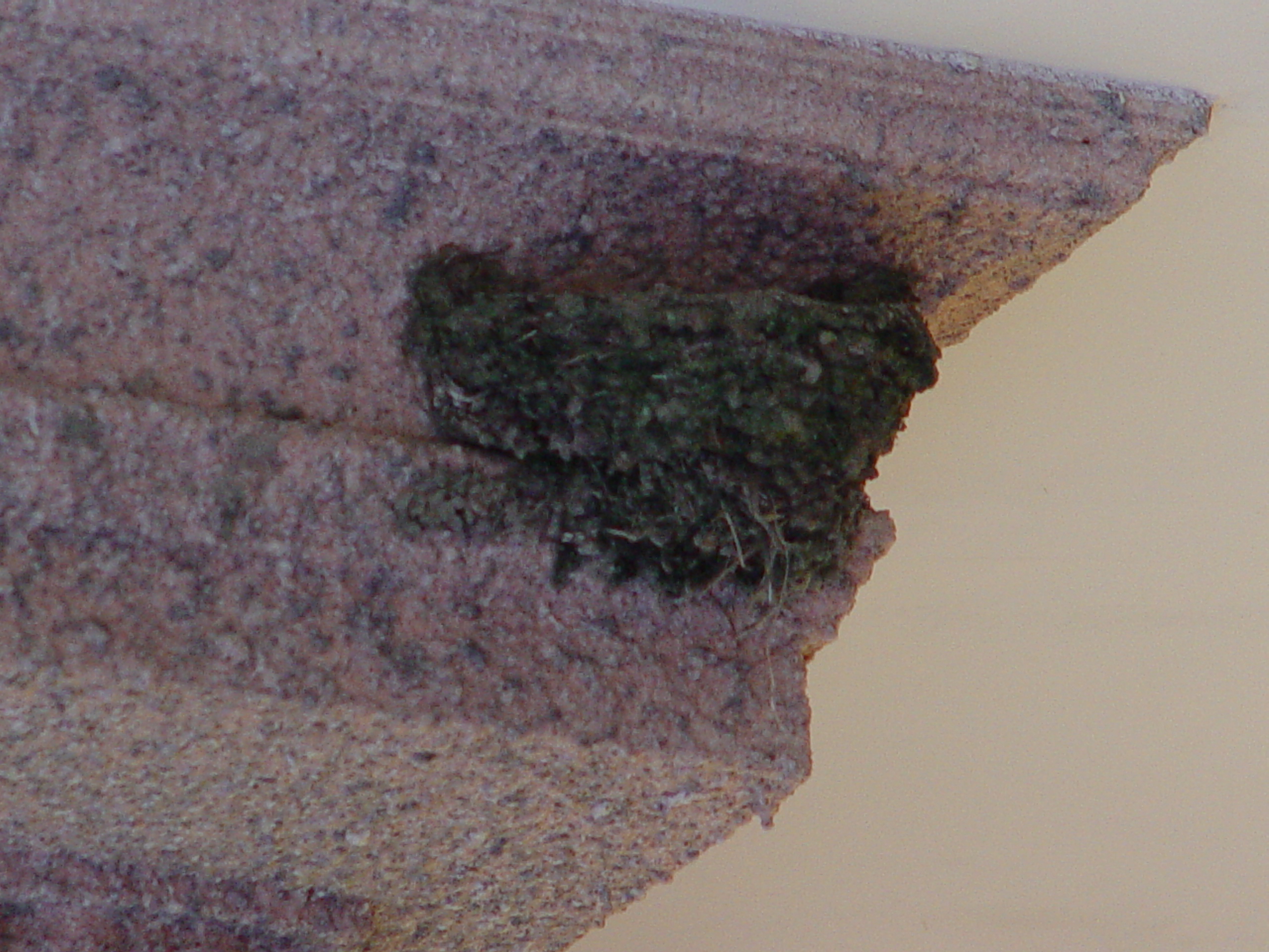 DSC00339
