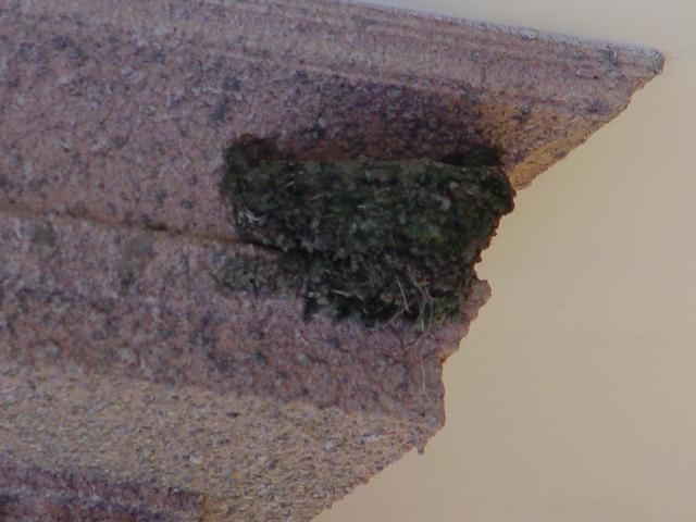 DSC00339