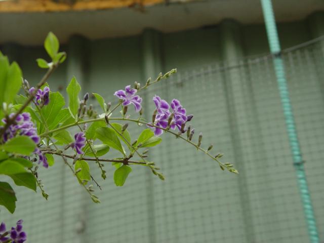 DSC00354