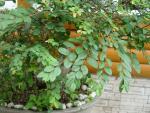 DSC00357