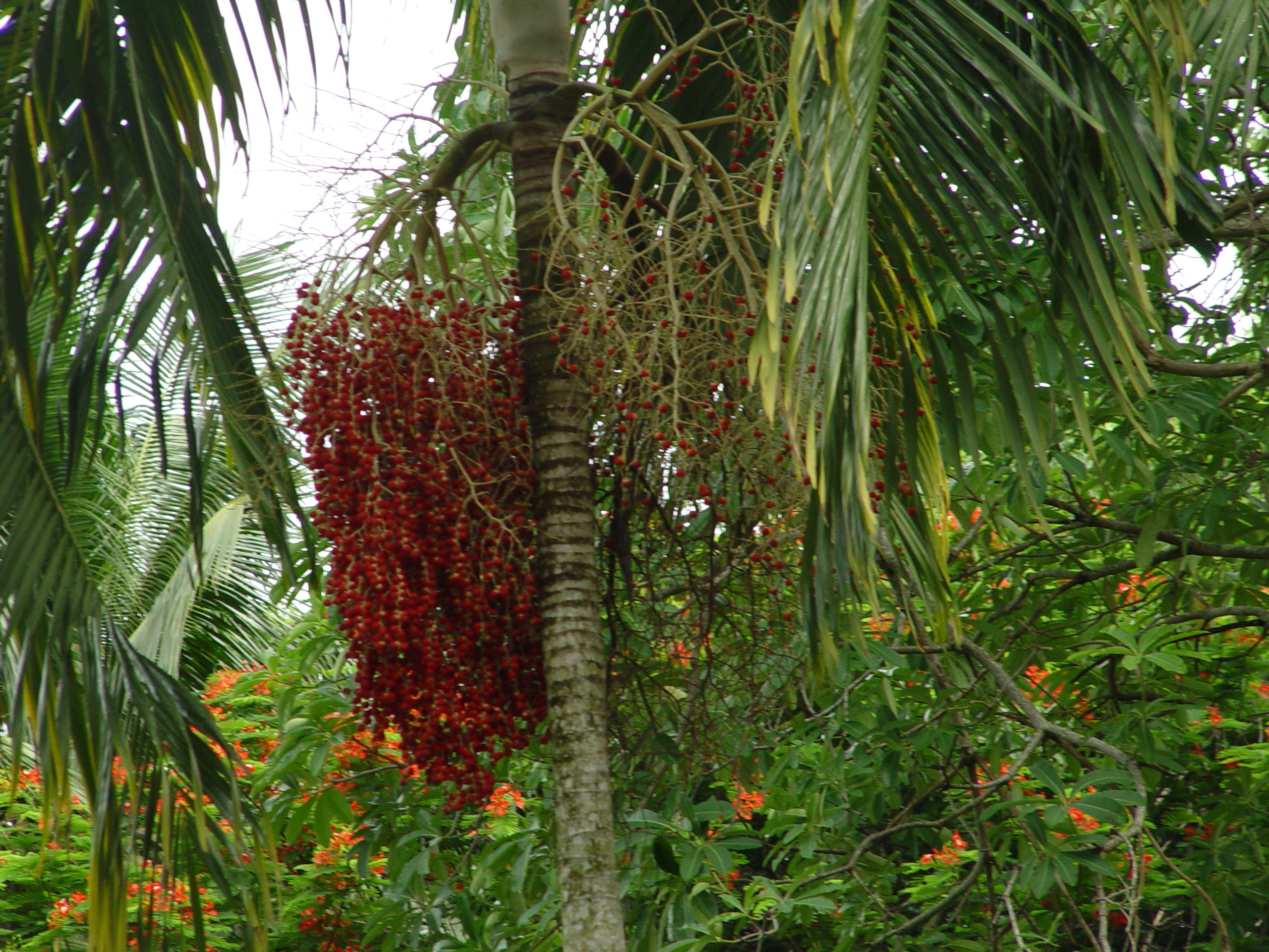 DSC00734